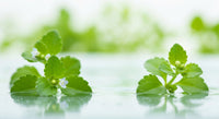 Bacopa Monnieri : contre-indications, effets secondaires et précautions