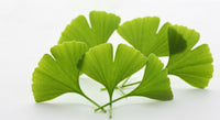 Ginkgo Biloba : guide complet pour booster mémoire et circulation