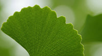 Ginkgo Biloba et Anticoagulants : Précautions Essentielles