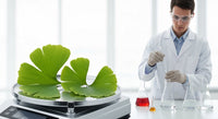 Ginkgo Biloba : posologie idéale pour une mémoire optimale