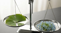 Ginkgo biloba et bacopa monnieri : des nootropiques végétaux à la loupe