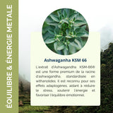 descriptif des bienfaits Ashwagandha