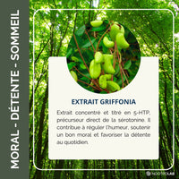 Feuilles de Griffonia Simplicifolia