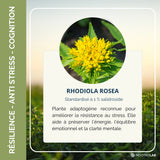 Conseils d'utilisation du complément Rhodiola pour la gestion du stress et l'énergie