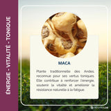 Gros plan de racines de maca bio