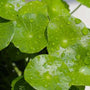 Kola