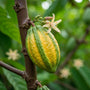 Cacao
