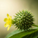 Tribulus