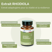 Infographie sur la Rhodiola Rosea pour la résistance au stress et la performance cognitive