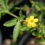 Damiana
