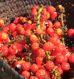Guarana