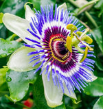 Passiflore